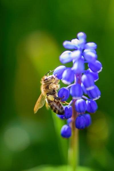 采蜜的小蜜蜂图片(12张)