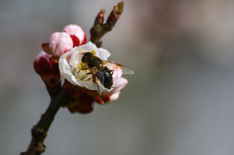 采蜜的小蜜蜂图片(12张)