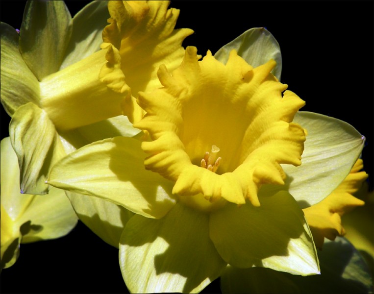 黄色的木槿花图片(15张)