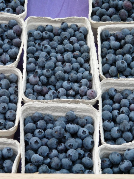清香可口的蓝莓图片(13张)