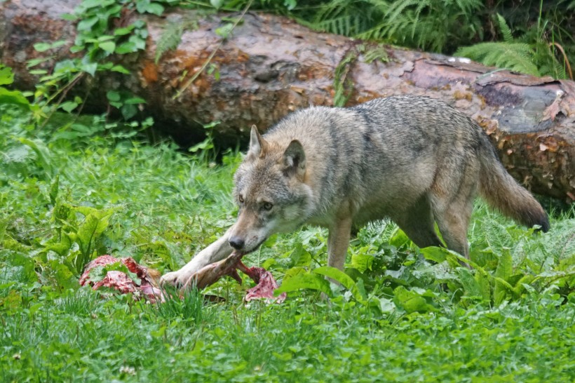 凶残的野狼图片(11张)
