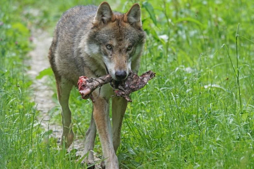 凶残的野狼图片(11张)