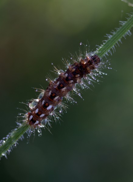 植物上的毛毛虫图片(14张)