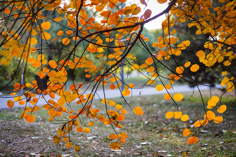 北京奥林匹克森林公园的秋天树林自然风景图片(10张)