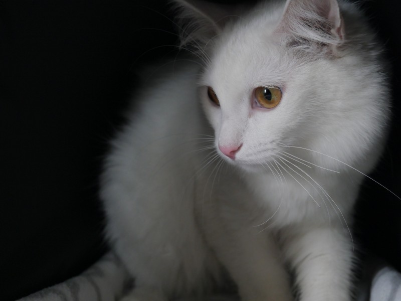 可爱白色小猫图片(14张)