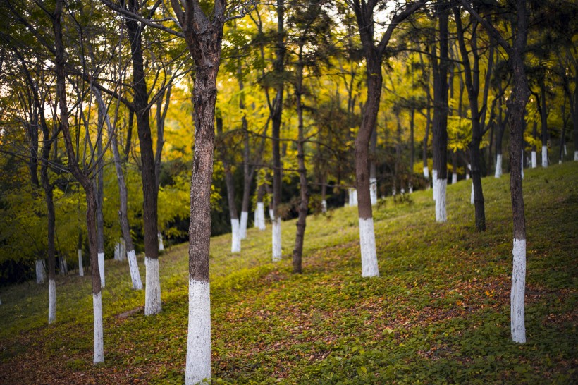 北京奥林匹克森林公园的秋天树林自然风景图片(10张)