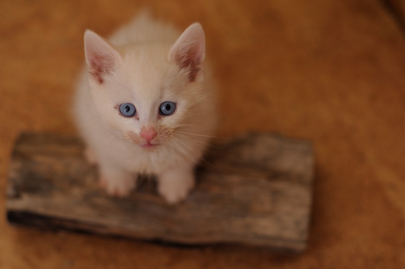 可爱白色小猫图片(14张)