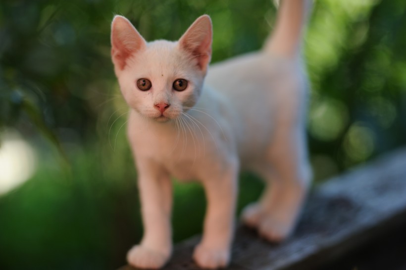 可爱白色小猫图片(14张)