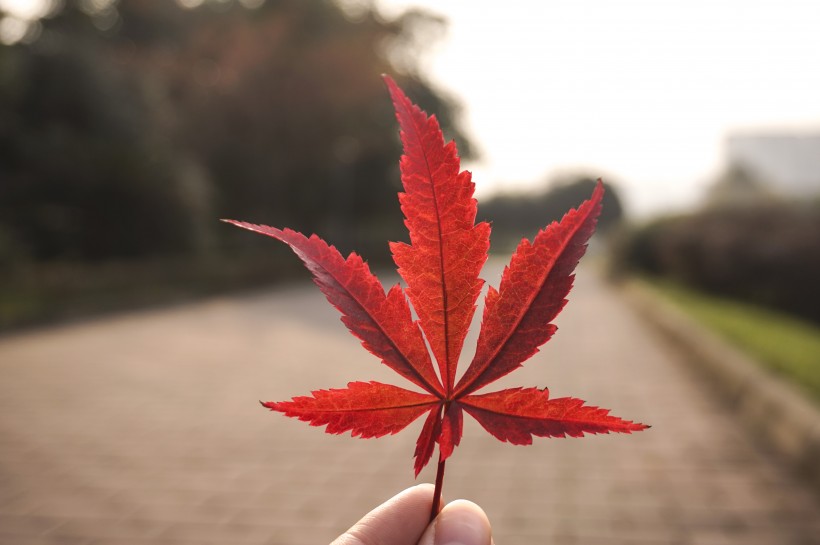 唯美的秋天色彩图片(11张)