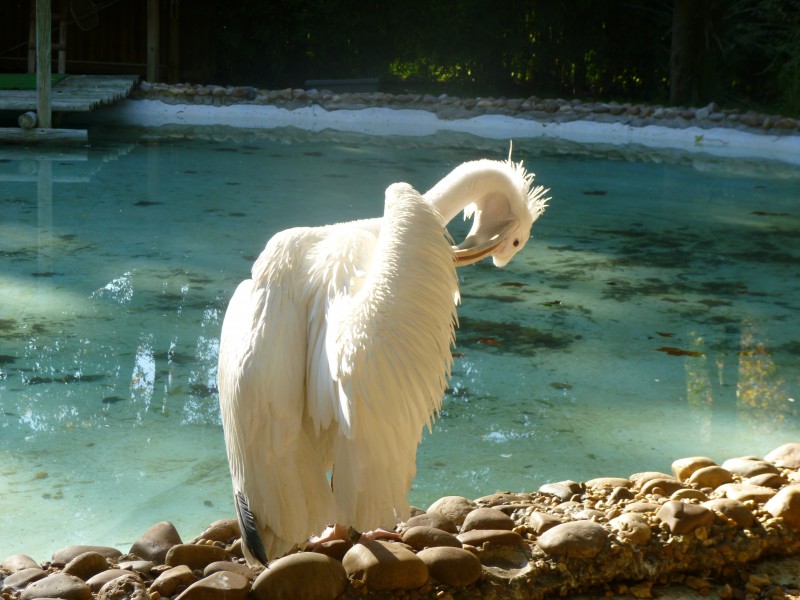 白色羽毛的鹈鹕图片(13张)