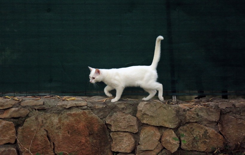 可爱白色小猫图片(14张)