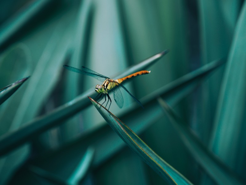 色彩斑斓的蜻蜓图片(11张)