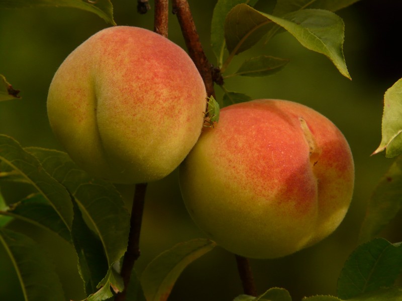 新鲜好吃的桃子图片(11张)