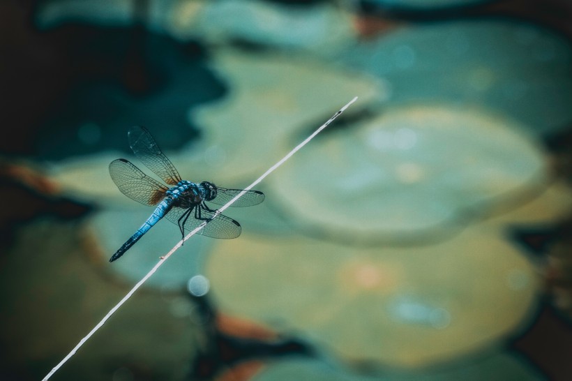 色彩斑斓的蜻蜓图片(11张)