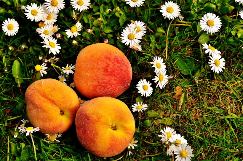新鲜好吃的桃子图片(11张)