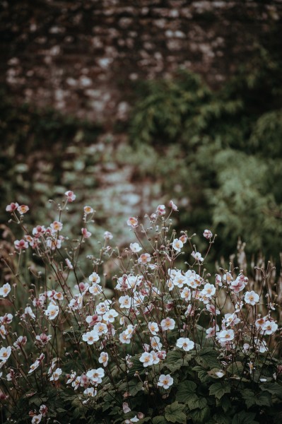 花园里的小花图片(14张)