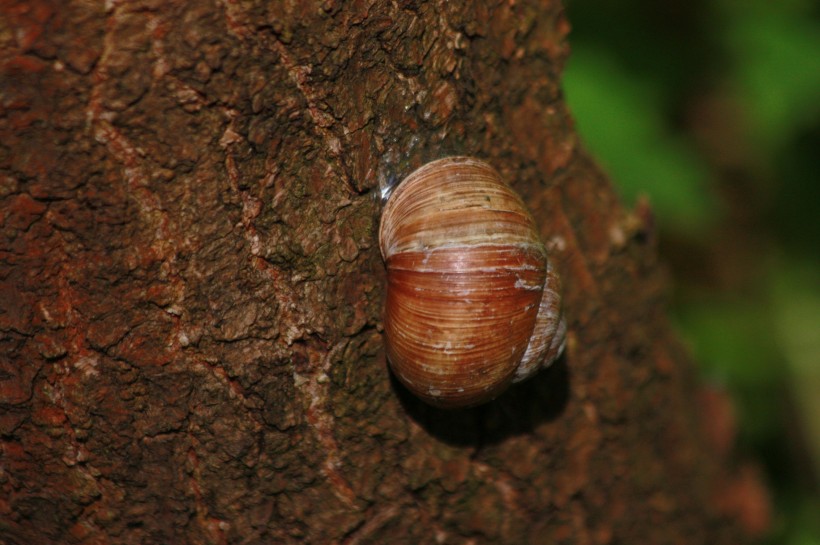 蜷缩在壳里的蜗牛图片(11张)