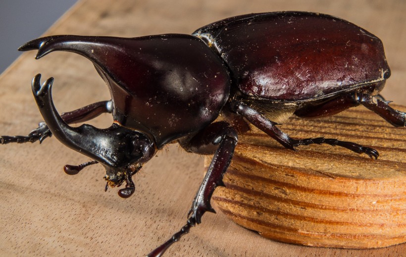 力量惊人的犀牛甲虫图片(7张)