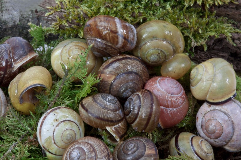 蜷缩在壳里的蜗牛图片(11张)