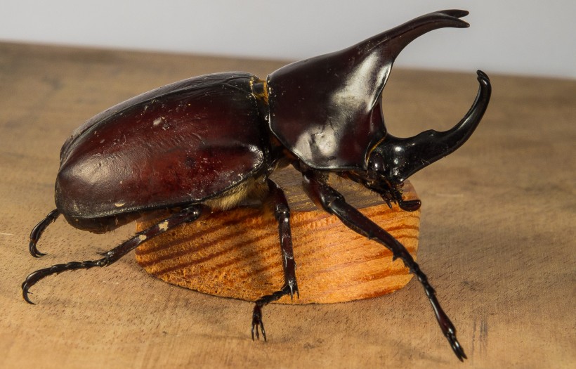力量惊人的犀牛甲虫图片(7张)