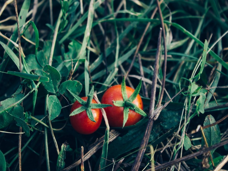富含营养的番茄图片(9张)