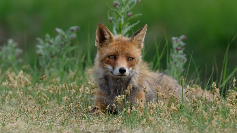 可爱的野生狐狸的图片(10张)