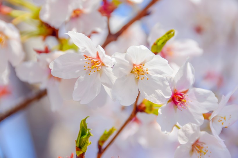 唯美好看灿烂的樱花图片(12张)