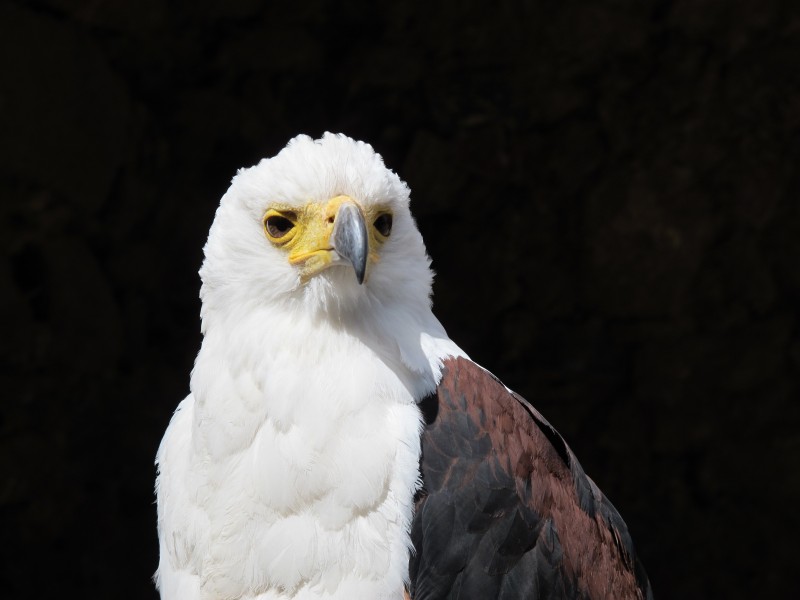 目光锐利的白头鹰图片(14张)