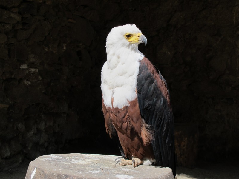 目光锐利的白头鹰图片(14张)