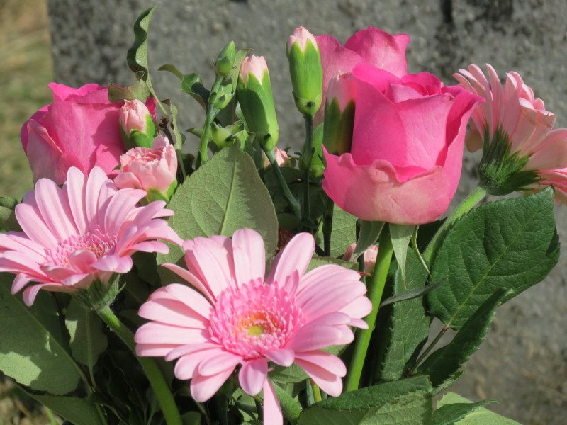 娇艳的粉色玫瑰花图片(13张)