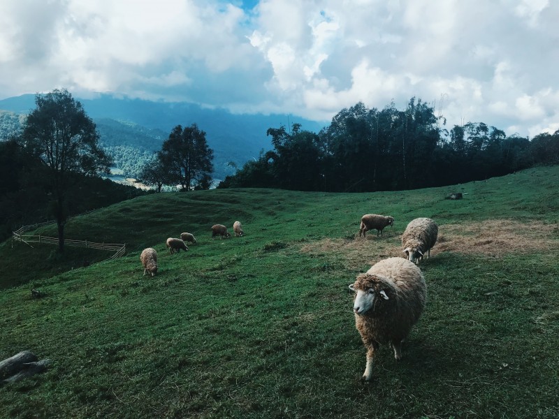 草原上的绵羊图片(16张)