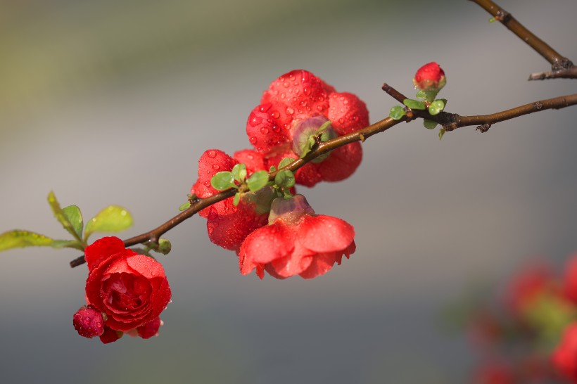 娇艳盛开的贴梗海棠花图片(11张)