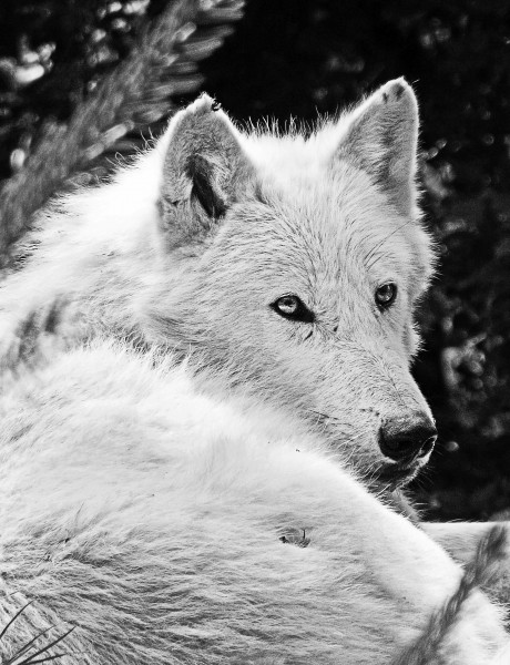 白色的野狼图片(10张)