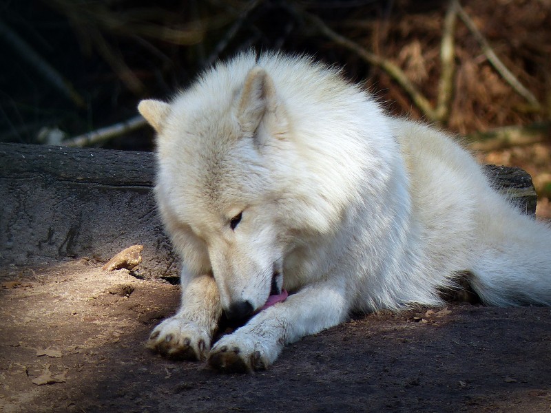 白色的野狼图片(10张)