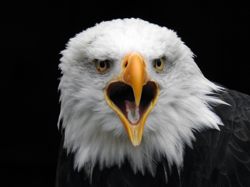 美国国鸟白头海雕头部图片(10张)