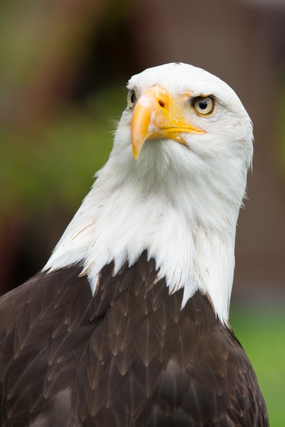 美国国鸟白头海雕头部图片(10张)