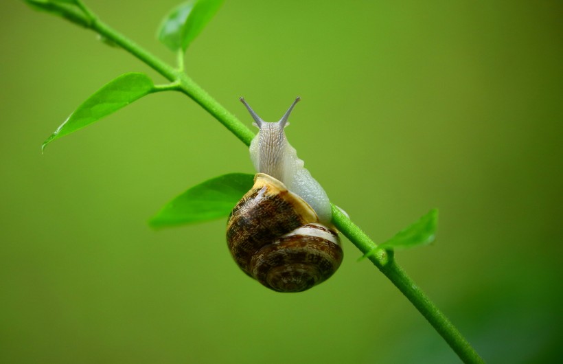 行动缓慢的蜗牛图片(10张)