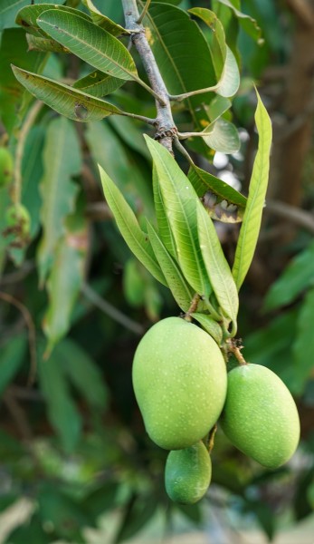 树枝上未成熟的芒果图片(13张)