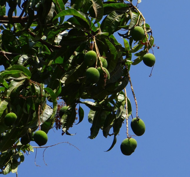 树枝上未成熟的芒果图片(13张)