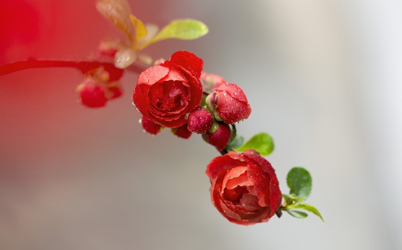 娇艳盛开的贴梗海棠花图片(11张)