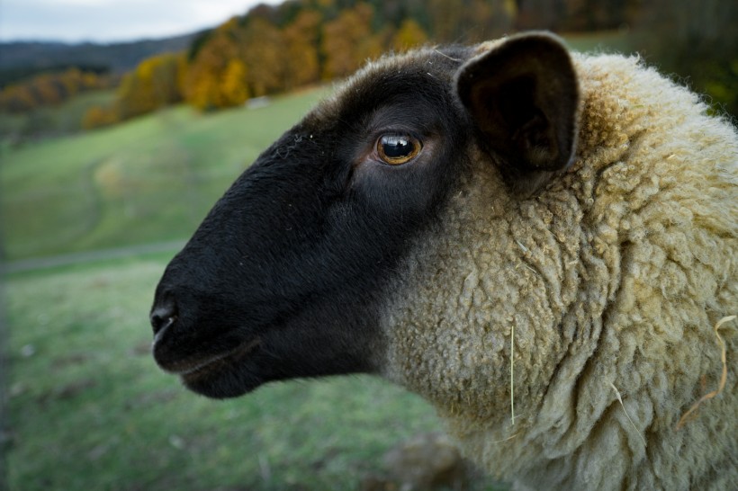 草原上的绵羊图片(16张)