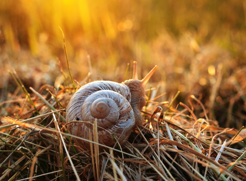 行动缓慢的蜗牛图片(10张)