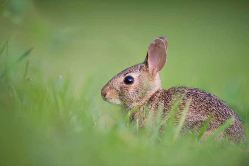 竖起双耳的兔子图片(13张)