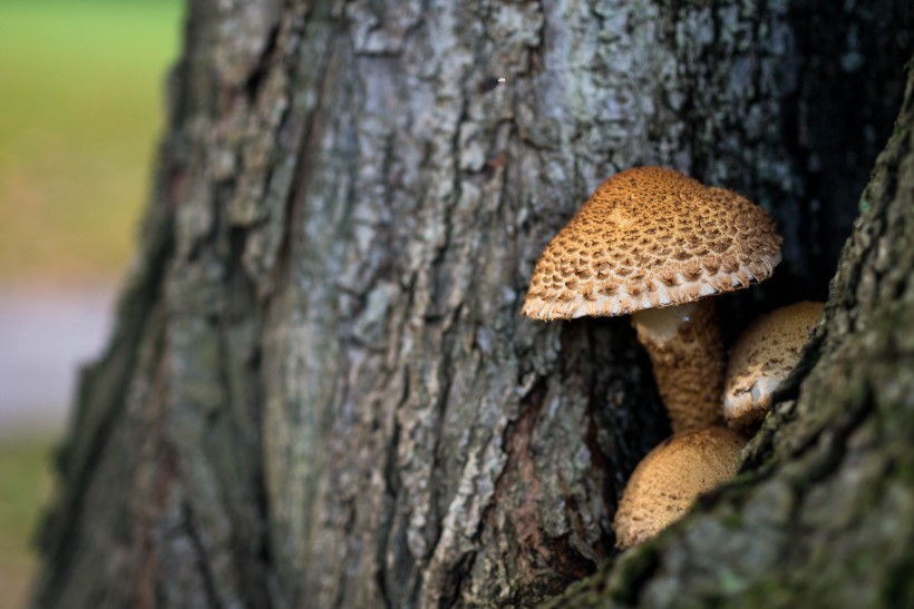 森林里的野蘑菇图片(11张)
