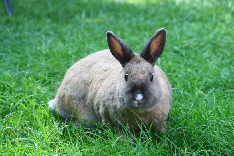 竖起双耳的兔子图片(13张)