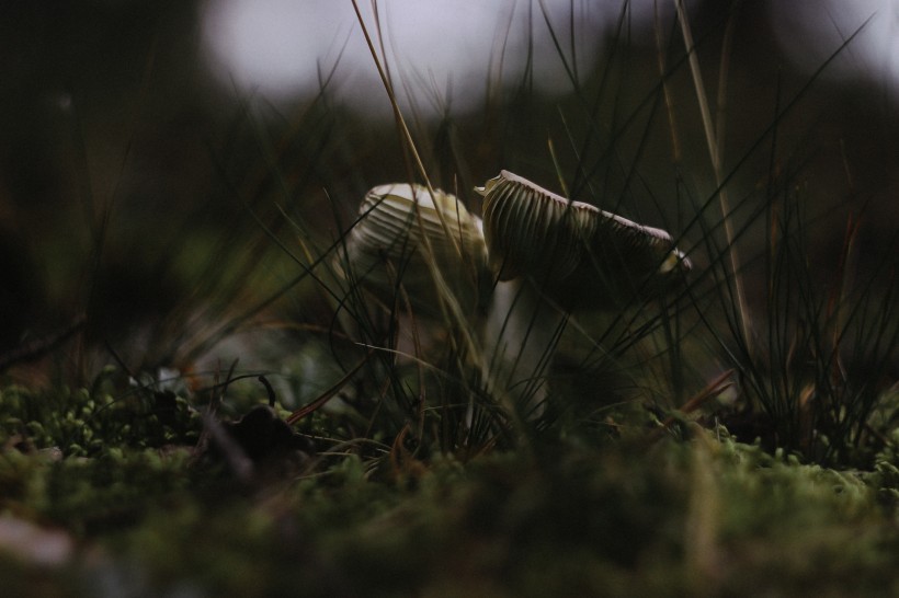 森林里的野蘑菇图片(11张)