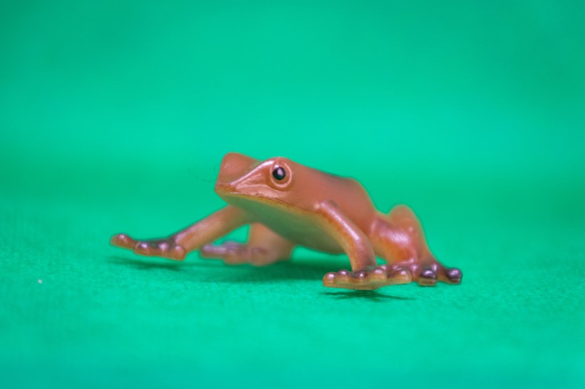 迷你青蛙玩具图片(11张)