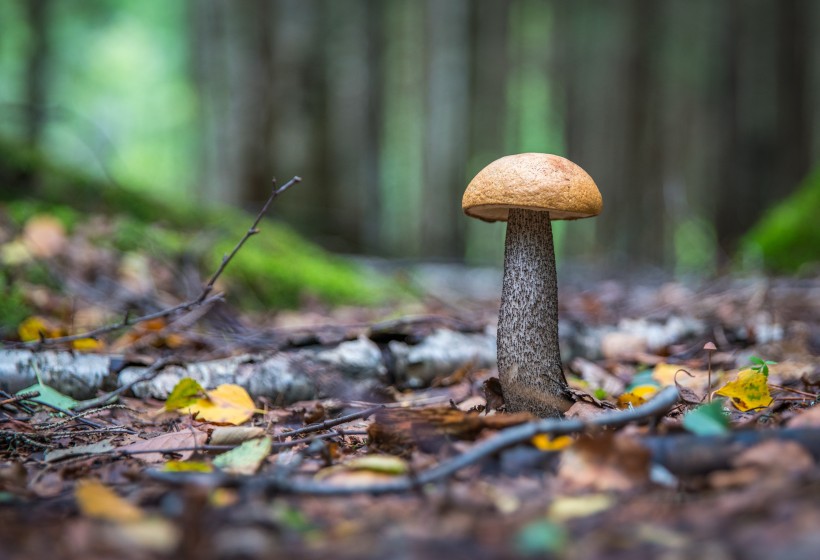 野外的蘑菇图片(12张)