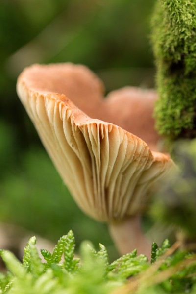野外的蘑菇图片(12张)