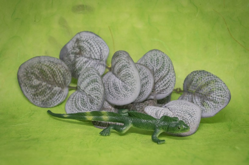 蜥蜴模型图片(9张)